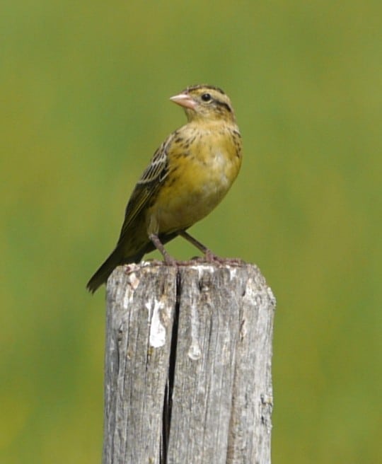 Bobolink Female Near Hartney MB July 23 2013 P1170362