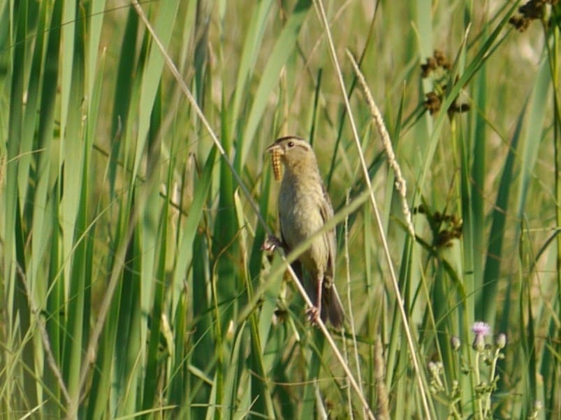 Bobolink Female With Food South Of Hartney MB July 21 2012 P1140087