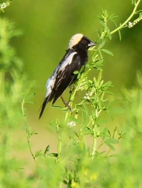 Bobolink Male FWA Prairie Winnipeg MB June 22 2023 P1067833 2