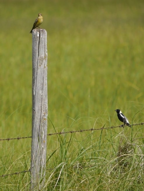 Bobolink Pair Near Hartney MB July 23 2013 P1170357 Resize
