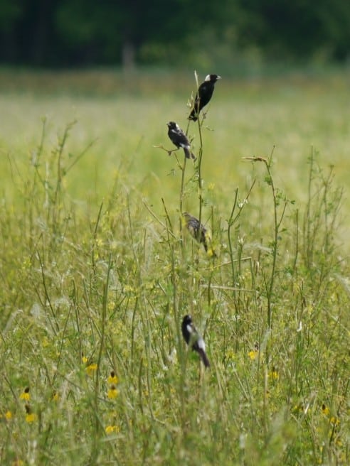 Bobolinks In Habitat Southwest MB July 23 2013 P1170339 Resize