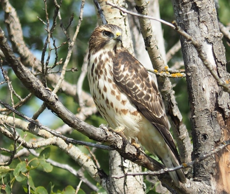 Broad Winged Hawk Juvenile Peter Taylor LowlandMB 11sep2021 1032 0