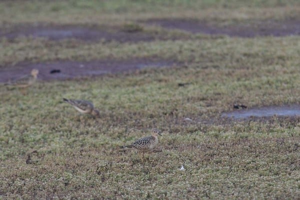 Buff Breasted Sandpiper 1410 3 Camouflage Christian Artuso Reduced 0