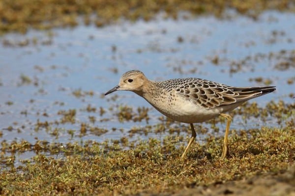 Buff Breasted Sandpiper 1959 Juv Christian Artuso Reduced 0