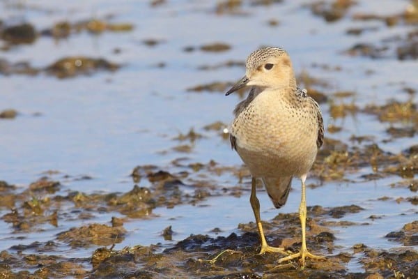 Buff Breasted Sandpiper 2110 Christian Artuso Reduced 0