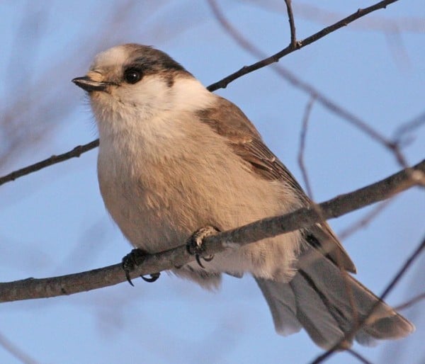Canada Jay Bird Of Month Figure2 0