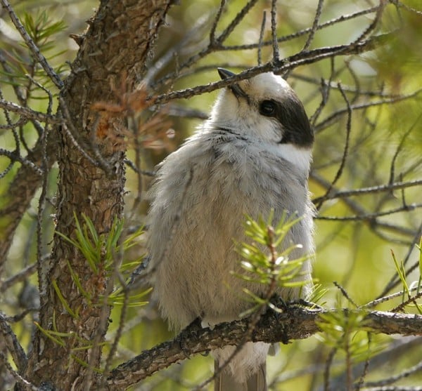 Canada Jay Bird Of Month Figure3 0