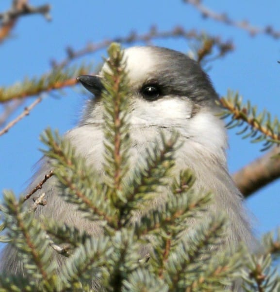 Canada Jay Bird Of Month Figure4 0