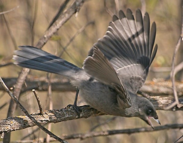 Canada Jay Bird Of Month Figure5 0
