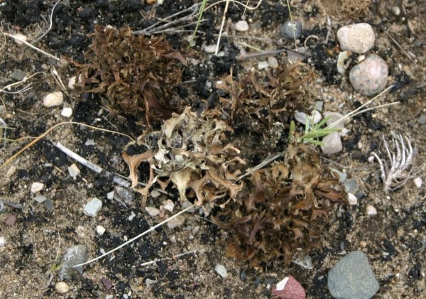Cetraria Arenaria 0