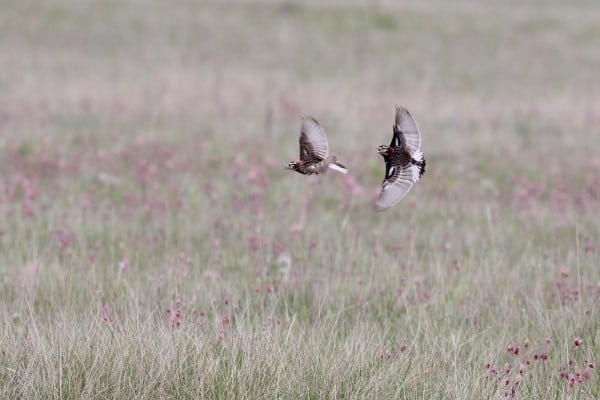 Chestnut Collared Longspur Artuso 0