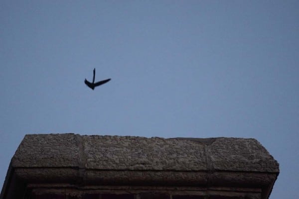 Chimney Swift 9220 Entering Chimney Artuso 0