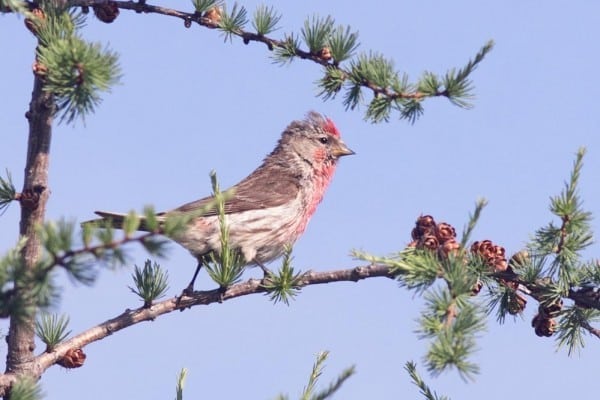 Common Redpoll 0664 Summer Artuso 0