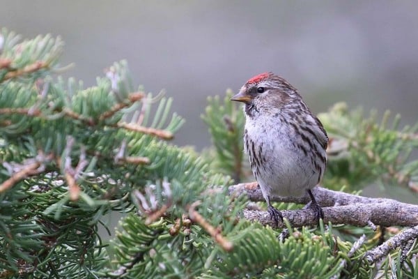 Common Redpoll 1896 Summer Artuso 0