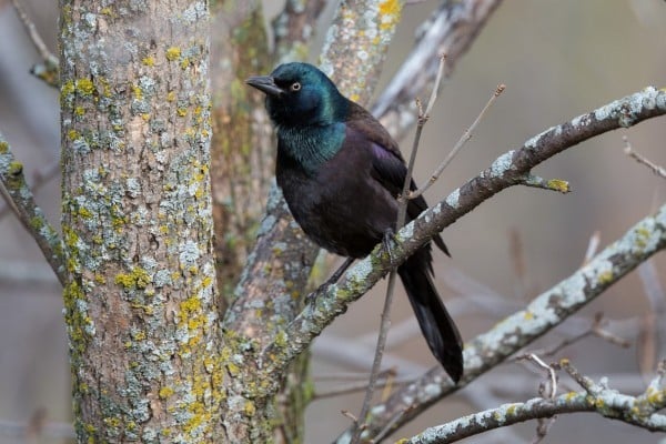 CommonGrackle Bob Shettler 2016 10 08 19x 0