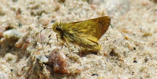 Crop Photo 2. Indian Skipper. Hesperia Sassacus. Pinawa Hill Rd. Pinawa. June 5 2016. 0