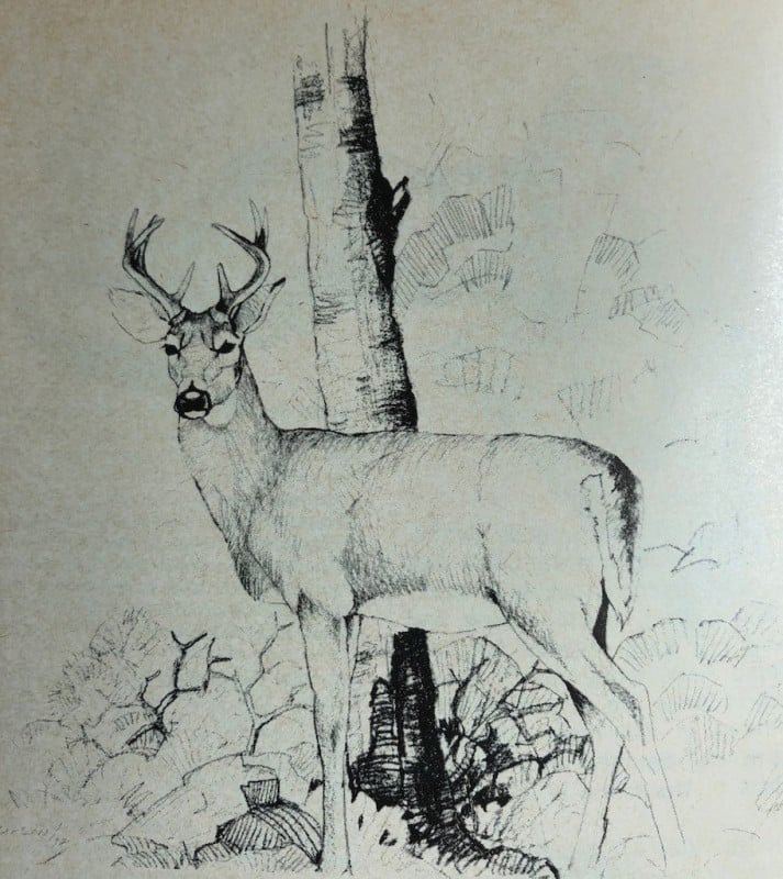 Deer Drawing 0
