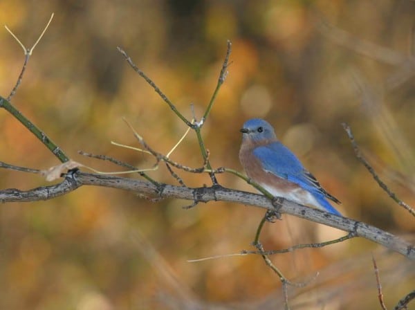 Eastern Bluebird Artuso 0