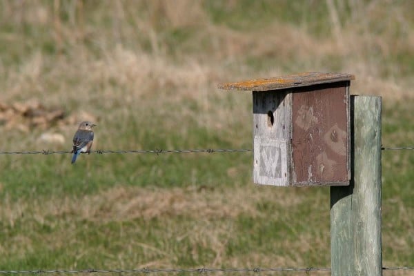 Eastern Bluebird F1 0