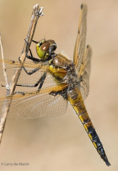 Figure 10 Four Spotted Skimmer FFB1619 3 0