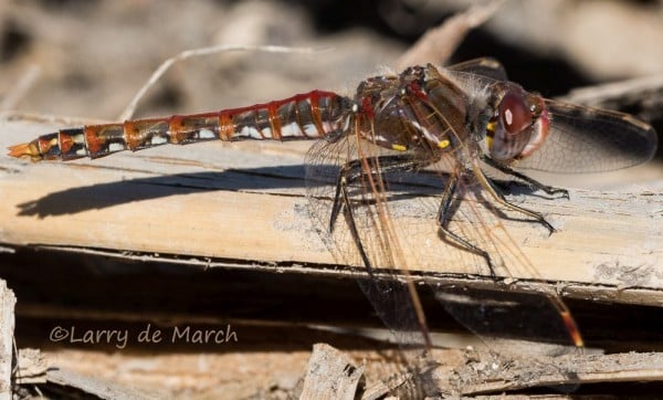 Figure 2 Variegated Meadowhawk FFB1375 3 0