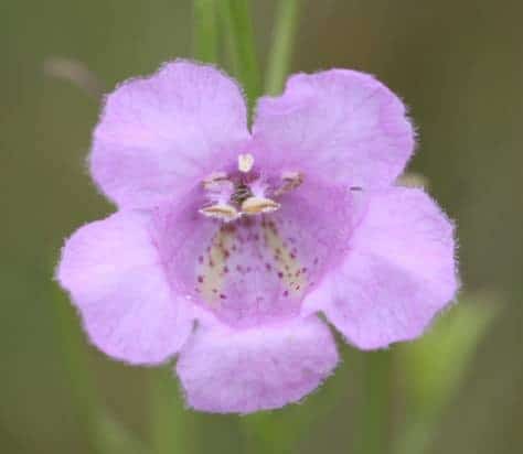 Figure 2 RA Flower 0