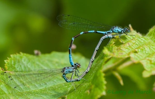 Figure 4 Subarctic Bluet DSC9490 2 0