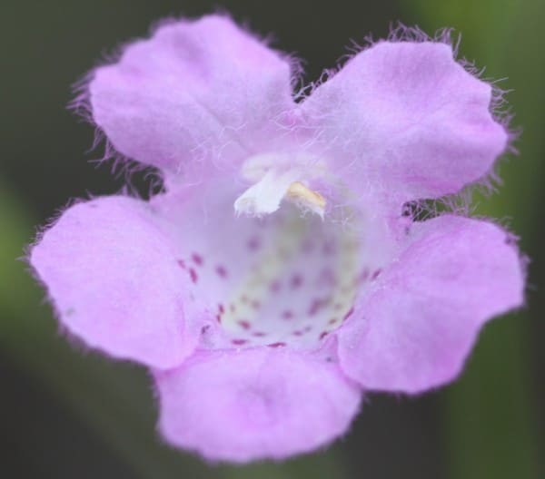 Figure 4 GA Flower 0