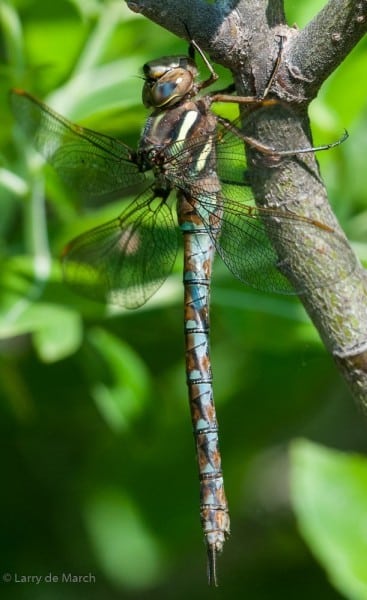 Figure 5 Springtime Darner DSC9757 2 0