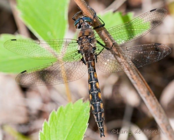 Figure 6 Beaverpond Baskettail DSC92 0
