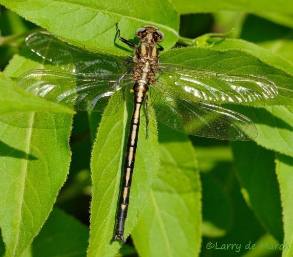 Figure 9 Dusky Clubtail DSC1514 2 0