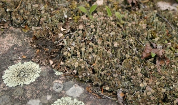 Forest Lichens 0