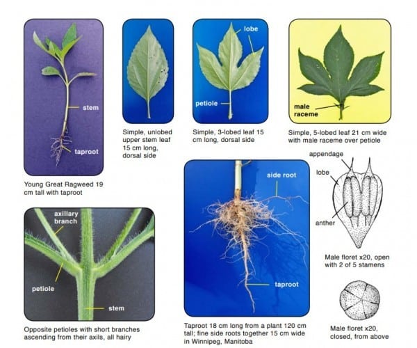 Great Ragweed Ambrosia Trifida 0