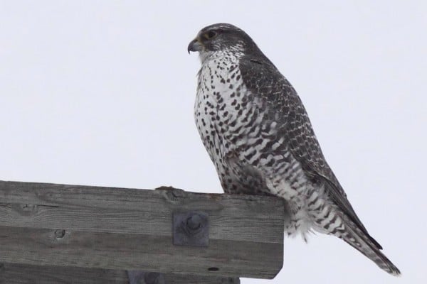 Gyrfalcon 0544 Grey Morph Christian Artuso 0