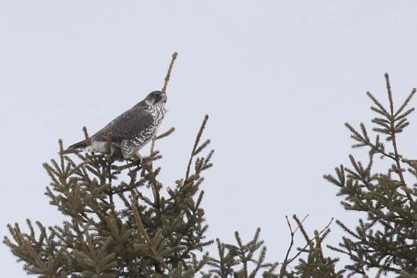Gyrfalcon 1271 Grey Morph 2Y Christian Artuso 0