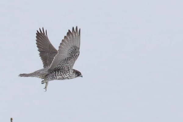 Gyrfalcon 1283 Grey Morph 2Y Christian Artuso 0