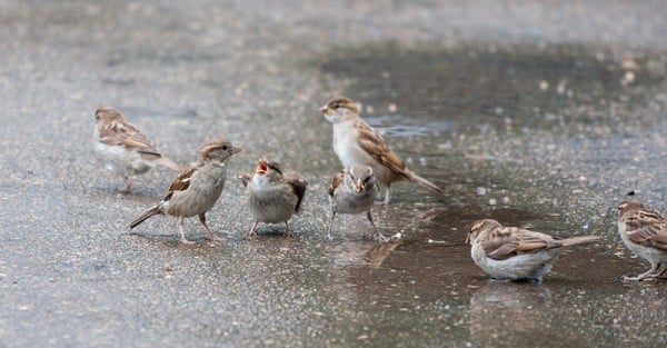 House Sparrow 001 Saskatoon Zoo Saskatchewan Lynnea A Parker 7242 REDUCED 0