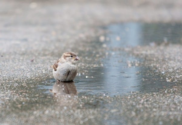 House Sparrow 002 Saskatoon Zoo Saskatchewan Lynnea A Parker 7244 REDUCED 0