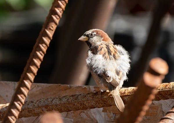 House Sparrow 004 Winnipeg Manitoba Lynnea A Parker 6854 REDUCED 0