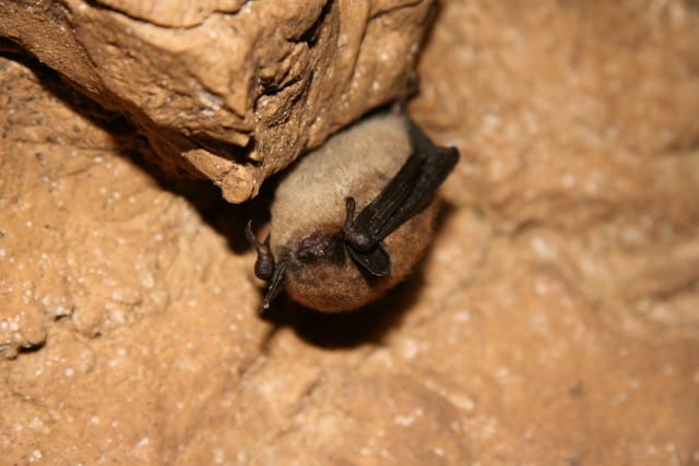 2023 Native Habitat Grant Recipients IMG 6817