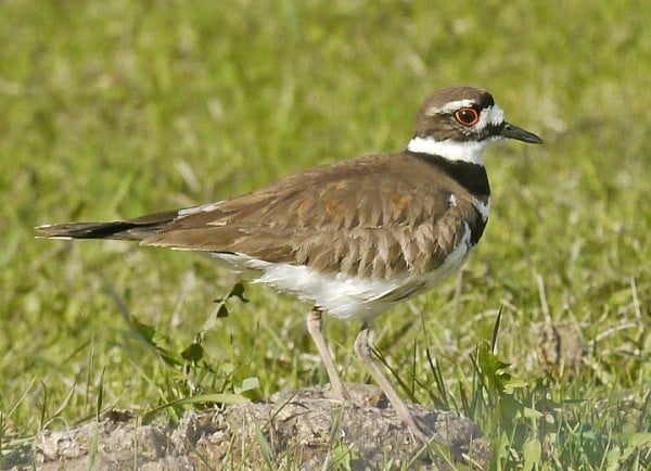 Killdeer OldenburgMB 18may2015 Peter Taylor For Bird Of Month 1 0