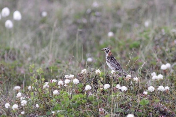 Lapland Longspur 9950 F 0