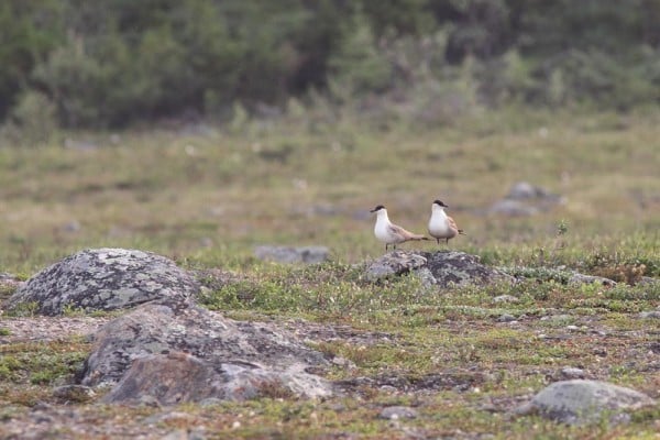 Long Tailed Jaeger Artuso 0