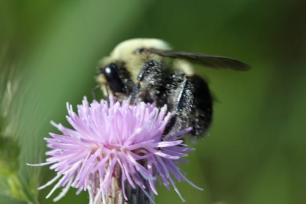 Melanie Dubois Bombus On Thistle 3 0