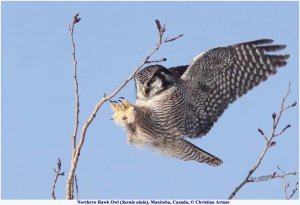 Northern Hawk Owl 7109 Landing Artuso 0 1