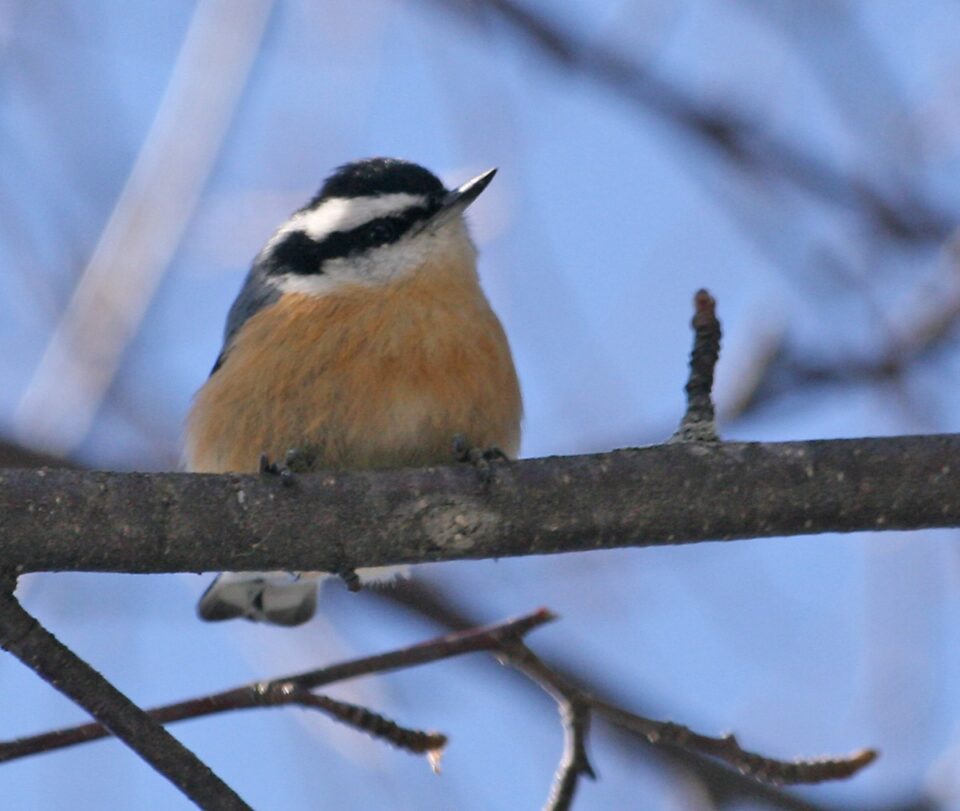 Peter Taylor Red Breasted Nuthatch1 McArthur Falls MB 21mar2009 960x811