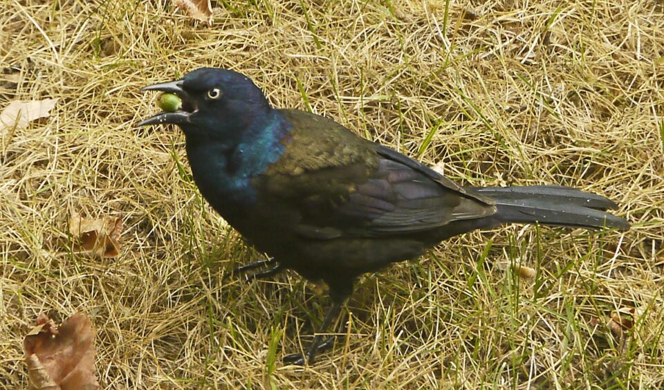 Peter Tayor Common Grackle1 Pinawa MB 21aug2011 960x564