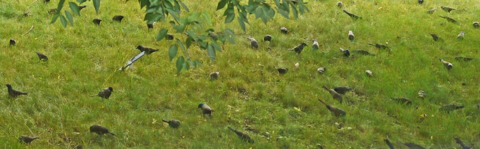 Peter Tayor Common Grackle4 Pinawa MB 02sep2019 960x299