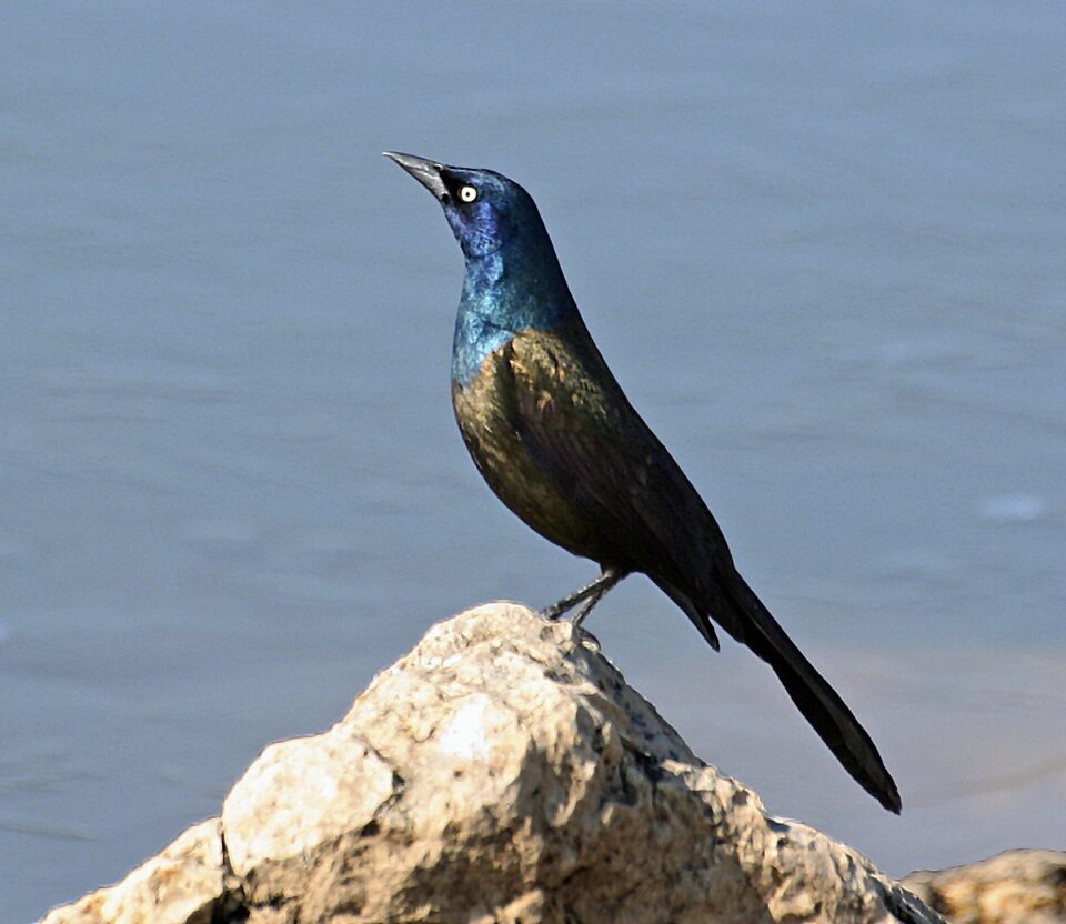 Peter Tayor Common Grackle6 Gimli MB 10may2009 960x832