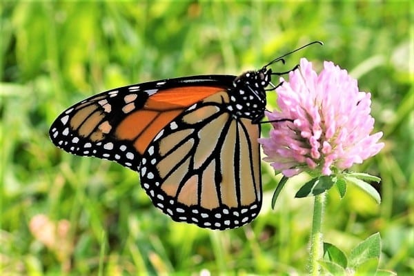 Photo 3. Migrant Butterflies. Monarch Danaus Plexippes. Photo By RJS 0 0